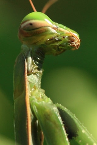 Mantis religiosa - Mante religieuse