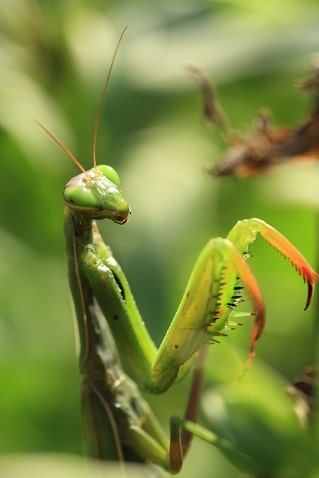 Mantis religiosa - Mante religieuse