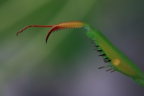 Mantis religiosa - Mante religieuse