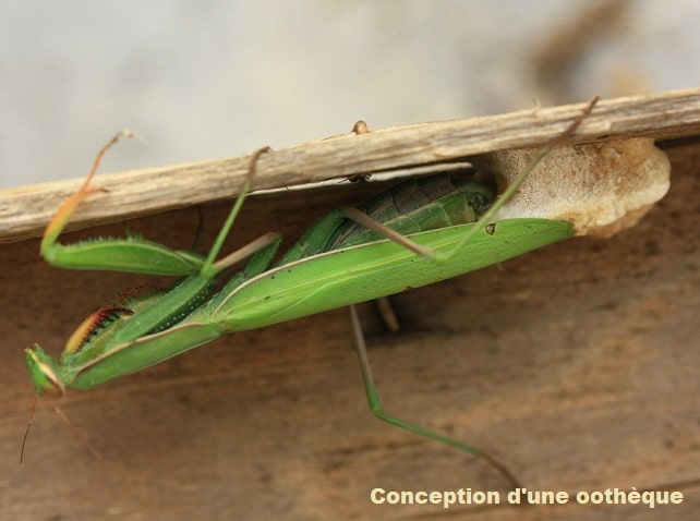 Mantis religiosa - Mante religieuse