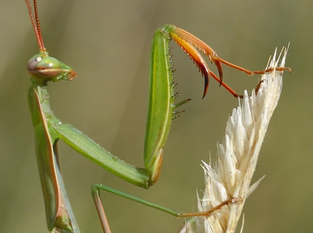 Mantis religiosa - Mante religieuse