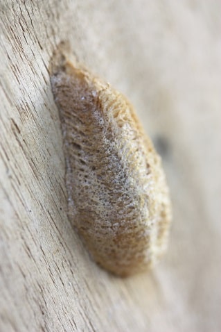 Mantis religiosa - Mante religieuse