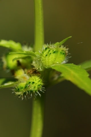 Mercuriale annuelle - Mercurialis annua