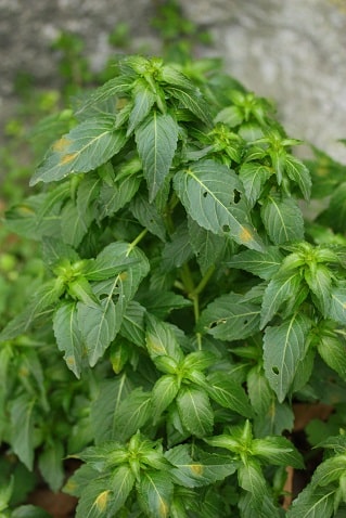 Mercuriale annuelle - Mercurialis annua