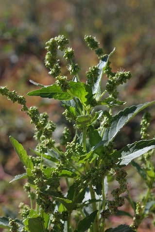 Mercuriale annuelle - Mercurialis annua