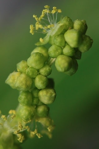 Mercuriale annuelle - Mercurialis annua