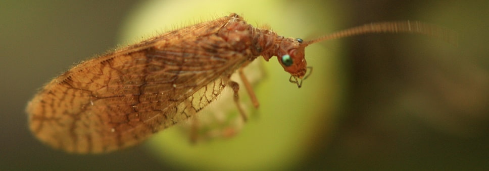 Chrysope brune - Micromus angulatus