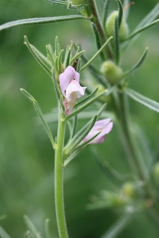 Misopates orontium - Muflier des champs