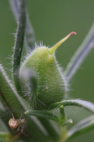 Misopates orontium - Muflier des champs