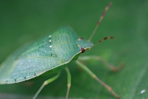 Nezara viridula - Punaise verte ponctuée