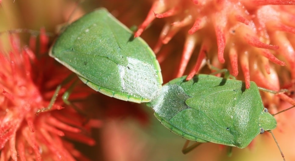 Nezara viridula - Punaise verte ponctuée