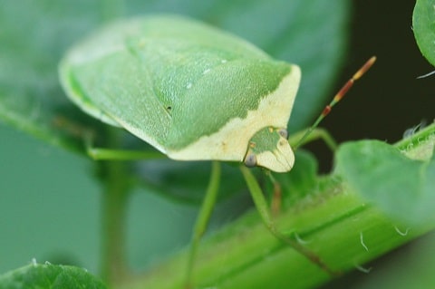 Nezara viridula - Punaise verte ponctuée