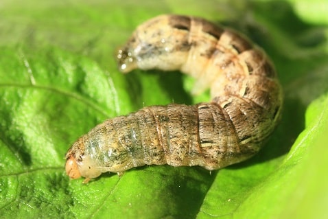 Triphène fiancée - Noctua pronuba