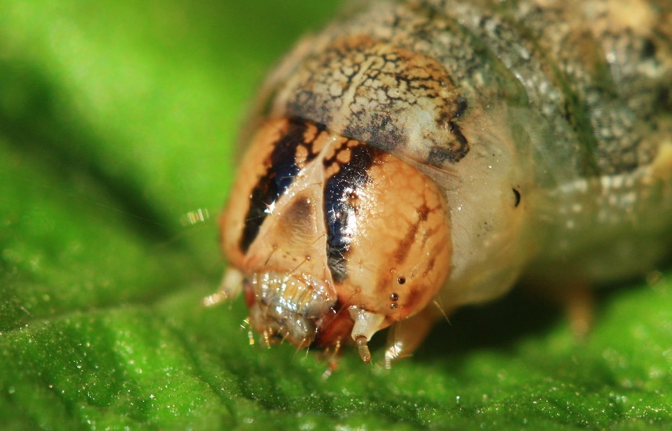 Triphène fiancée - Noctua pronuba