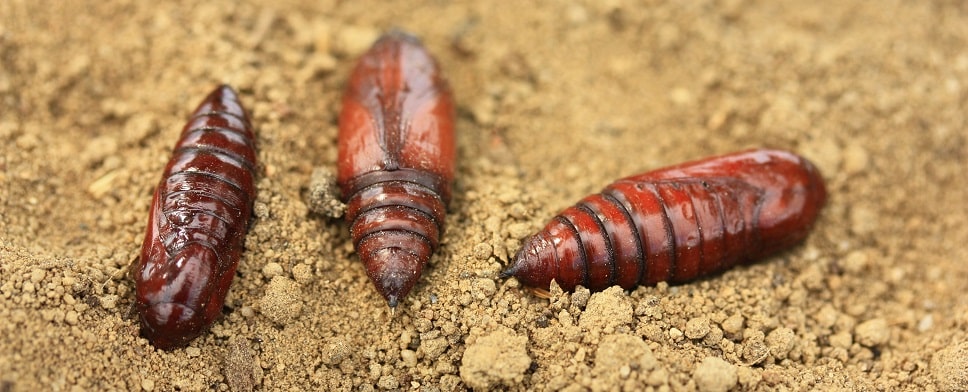 Triphène fiancée - Noctua pronuba