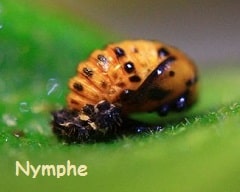 Coccinella septempunctata - Coccinelle à 7 points nymphe