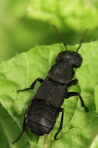 Ocypus olens - Staphylin odorant