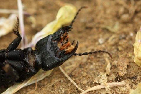Ocypus olens - Staphylin odorant