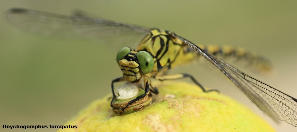 Onychogomphus forcipatus - Onychogomphe à pinces