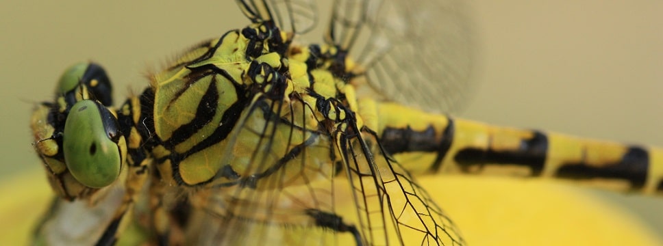 Onychogomphe à pinces - Onychogomphus forcipatus