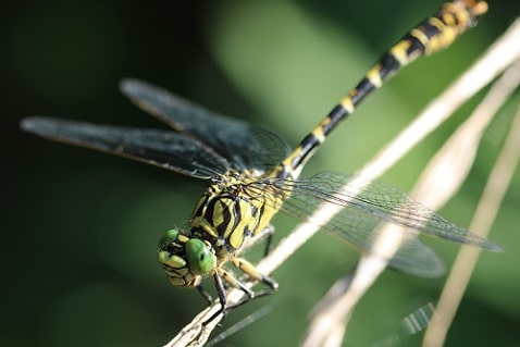 Onychogomphe à pinces - Onychogomphus forcipatus