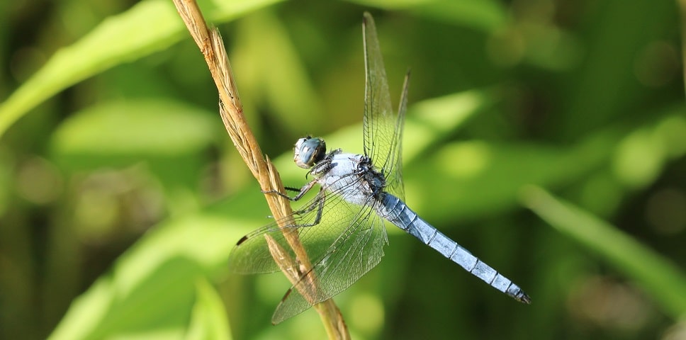 Orthetrum brunneum - Calopteryx hémorroïdal