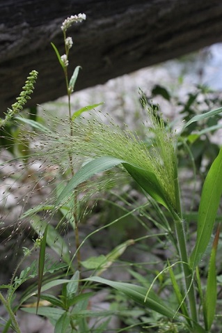 panicum_capillare - Panic capillaire