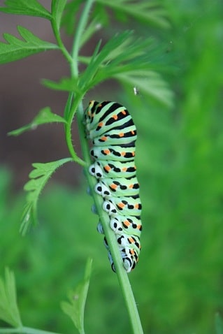 Papilio machaon - Machaon