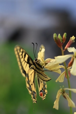 Papilio machaon - Machaon