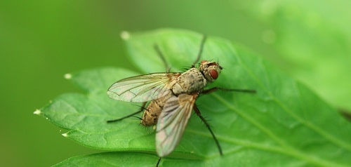 La mouche de la betterave - Pegomya betae