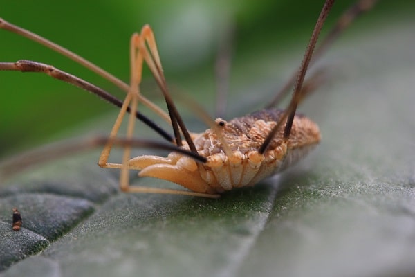 Phalangium opilio - Faucheur des murailles