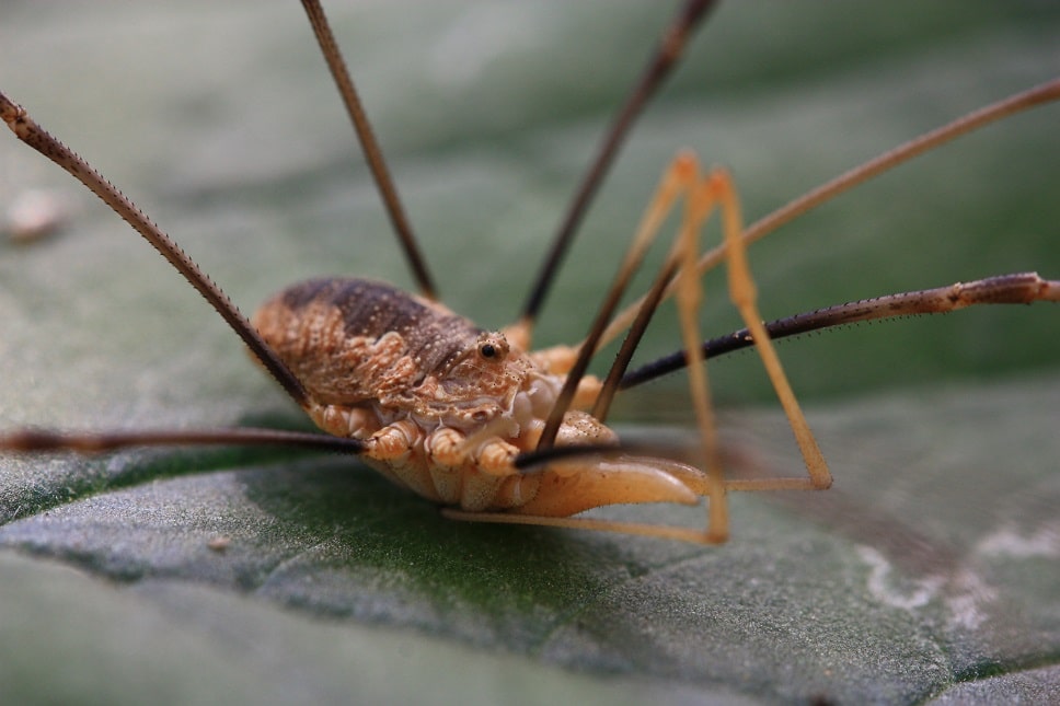 Phalangium opilio - Faucheur des murailles