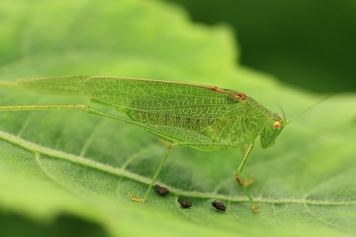 Phanéroptère méridional  -  Phaneroptera nana