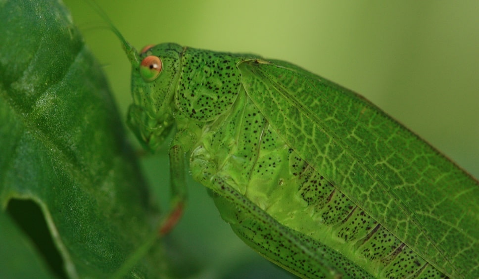 Phanéroptère méridional  -  Phaneroptera nana