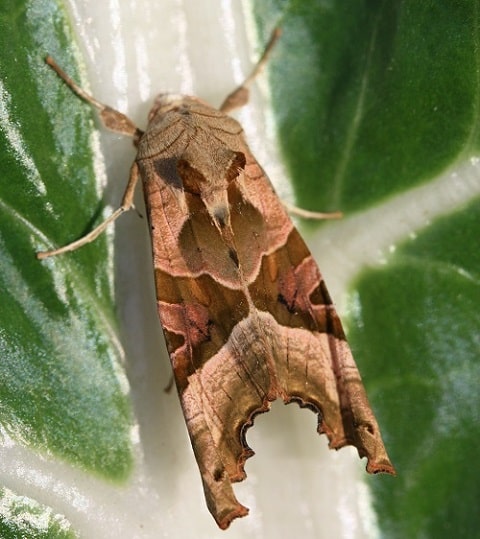 La méticuleuse - Phlogophora meticulosa