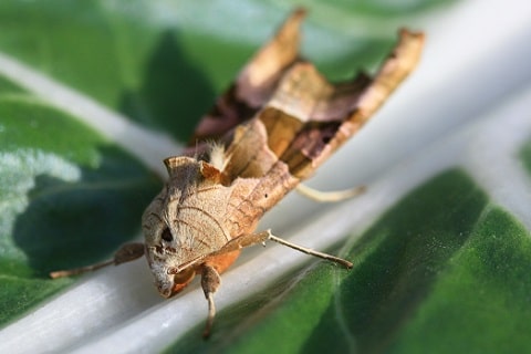 La méticuleuse - Phlogophora meticulosa