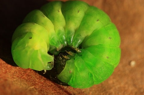 La méticuleuse - Phlogophora meticulosa