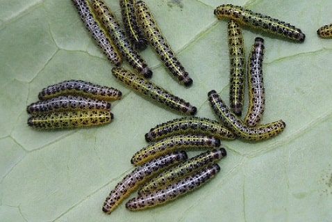 Pieris brassicae - Piéride du chou