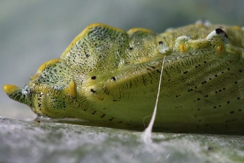 Pieris brassicae - Piéride du chou