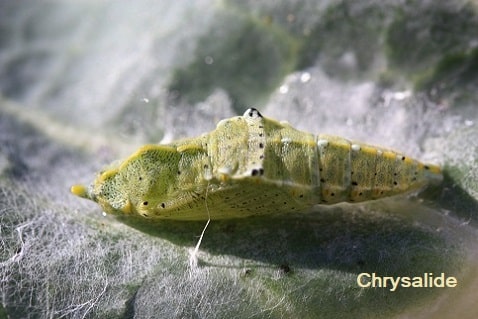 Pieris brassicae - Piéride du chou