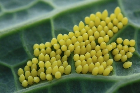 Pieris brassicae - Piéride du chou