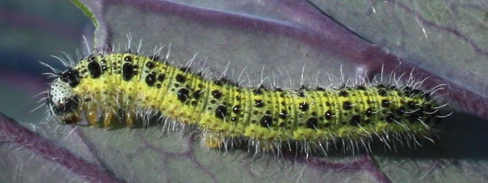 Pieris brassicae - Piéride du chou