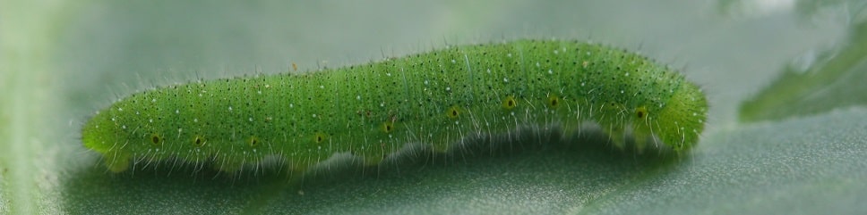 Pieris napi - Piéride du navet