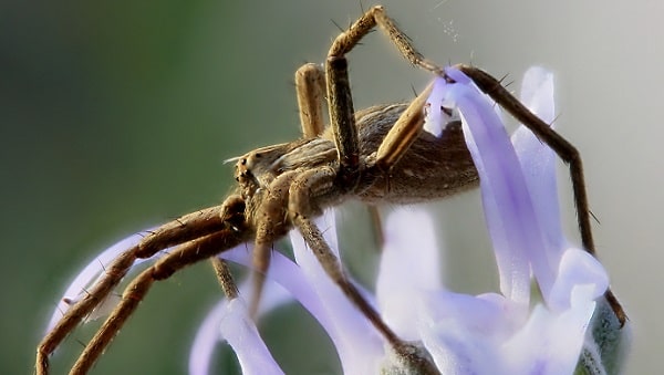 Pisaura mirabilis - Pisaure admirable