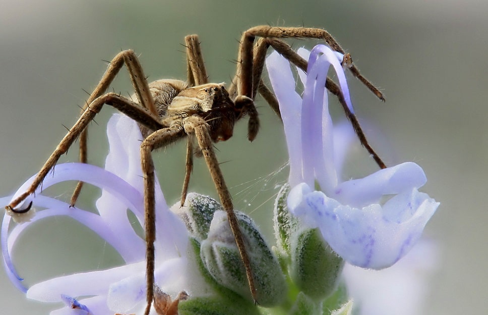 Pisaura mirabilis - Pisaure admirable