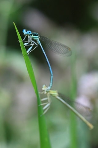 Platycnemis pennipes - Pennipatte bleuâtre