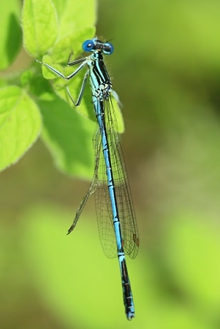 Platycnemis pennipes - Pennipatte bleuâtre