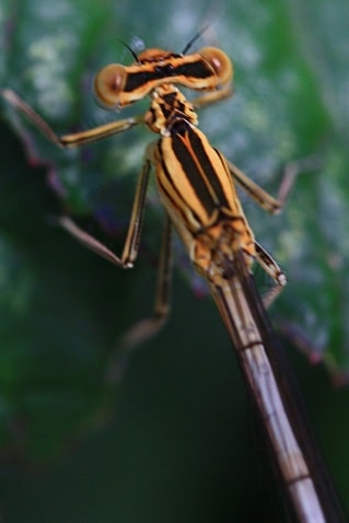 Platycnemis pennipes - Pennipatte bleuâtre
