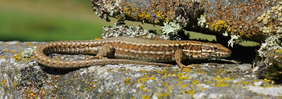 Podarcis muralis - Lézard des murailles