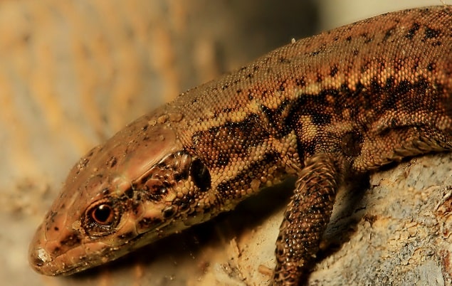 Podarcis muralis - Lézard des murailles